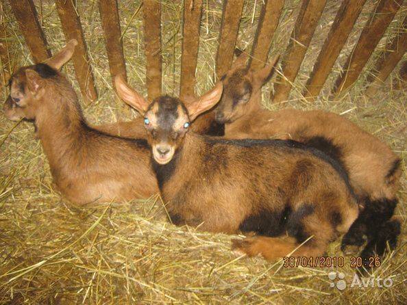 Чешские козы - особенности содержания, характеристики продуктивности