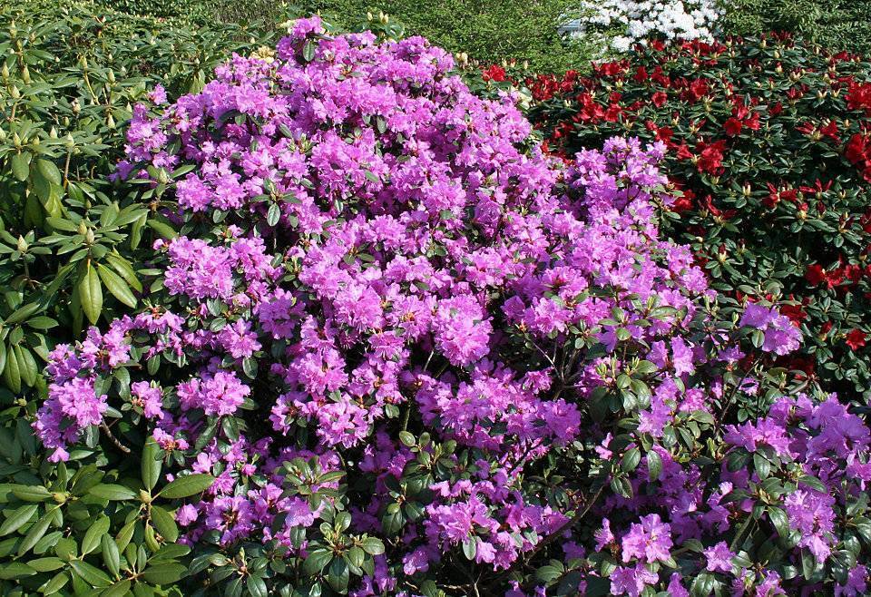 Рододендрон розеум элеганс - описание, фото, посадка и уход | artem-sad.ru