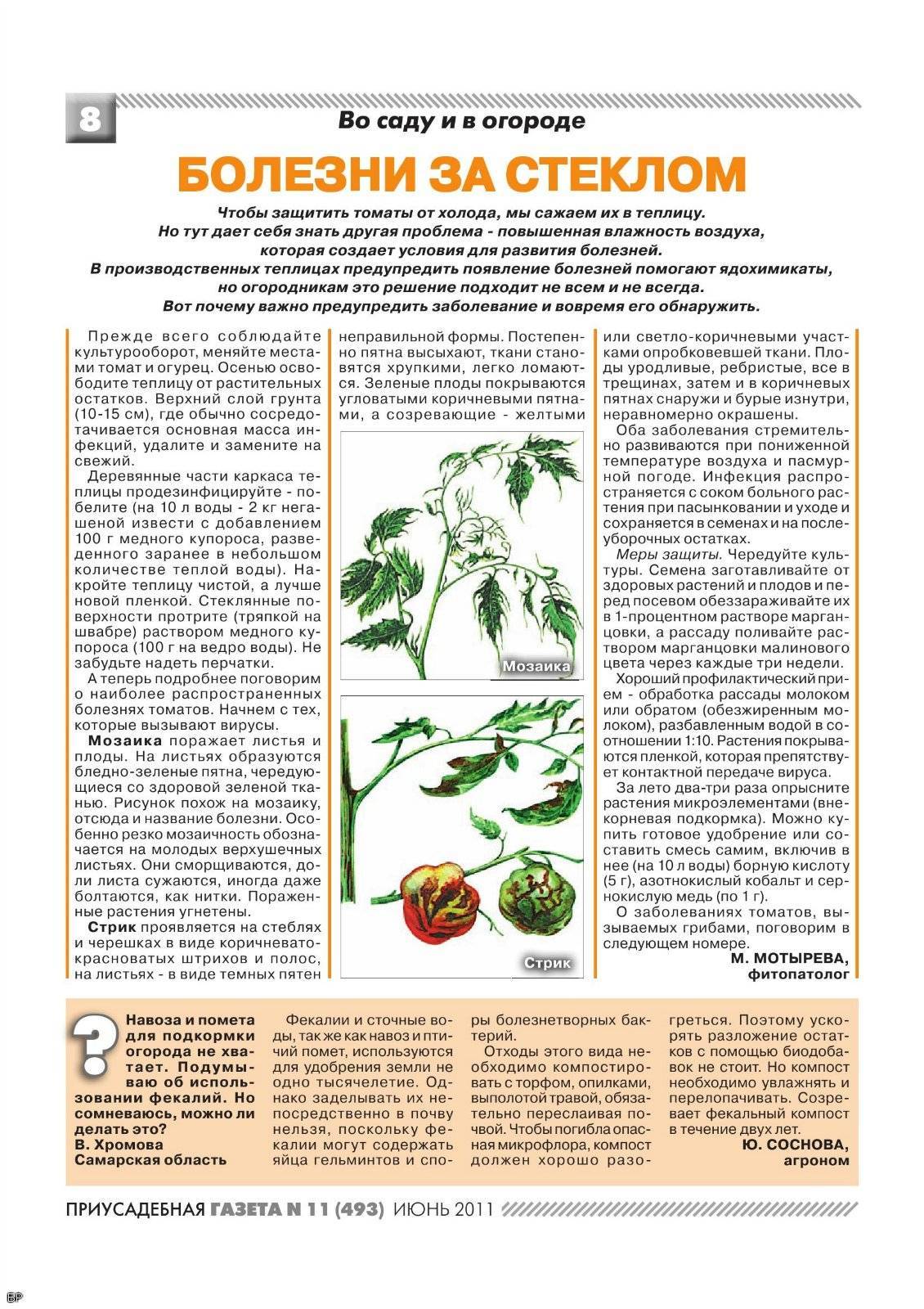 Болезни рассады томатов: возбудители и симптомы, фото и описание, лечение и профилактика