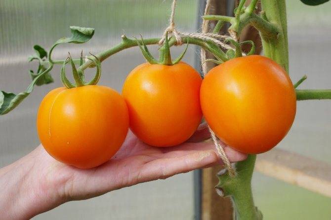 Томат "черри блосэм" f1: описание сорта, как выращивать, секреты посадки и ухода, высота куста помидор, а также борьба с болезнями и вредителями