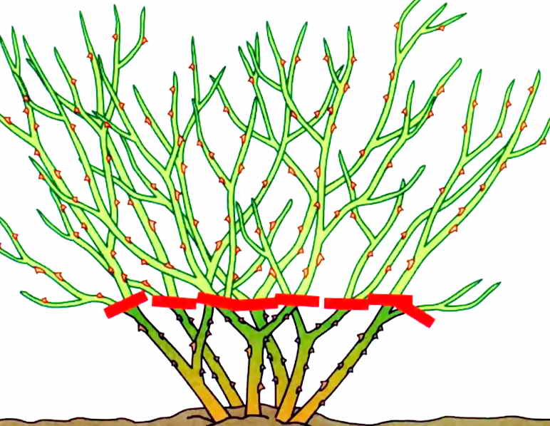 Когда обрезать розы. Обрезка почвопокровных роз осенью. Формировка шиповника. Шиповник подрезка. Обрезка шиповника осенью схема.