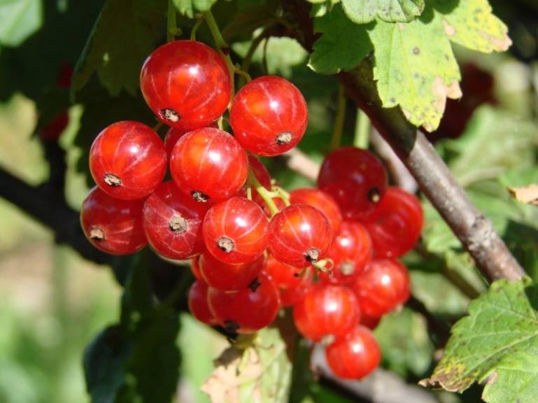 Гибридный ранний сорт красной смородины сахарная: описание и внешний вид сорта, опылители, фото, отзывы садоводов