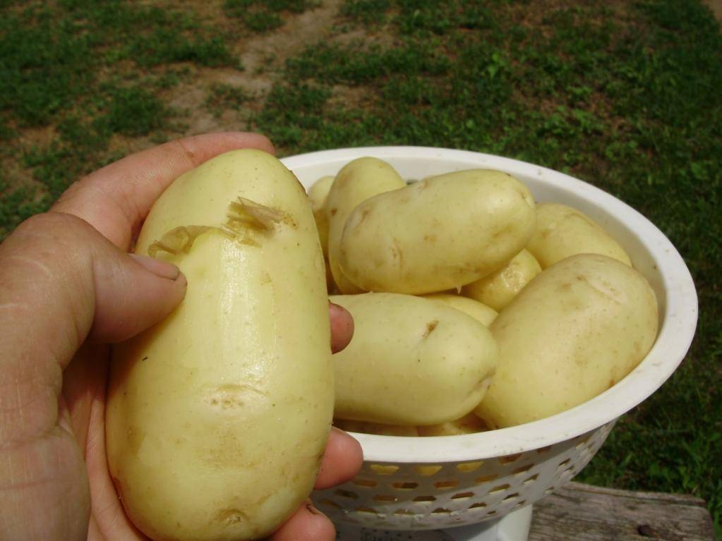 ᐉ сорт картофеля «лабадия (labadia)» – описание и фото - roza-zanoza.ru