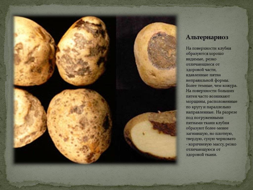 Болезни картофеля: описание, способы лечения, борьба с заболеваниями, фото