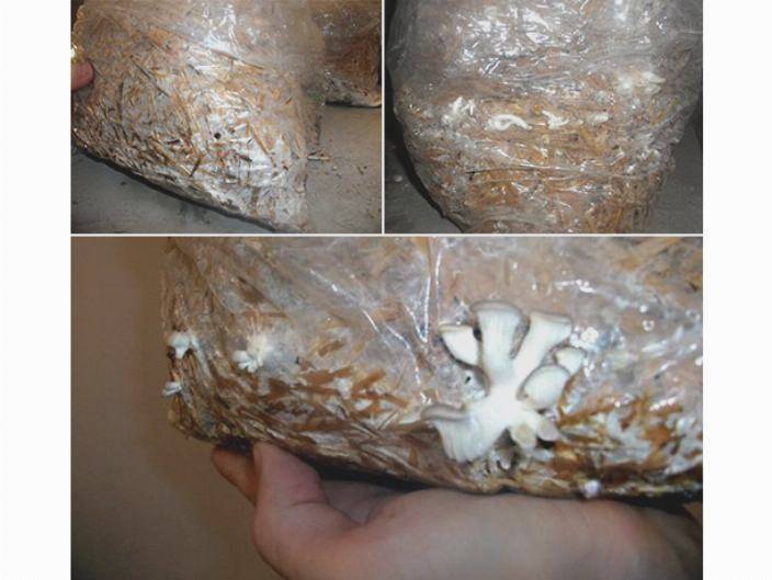 Выращивание мицелия вешенки своими руками: технология изготовления и размножения в домашних условиях