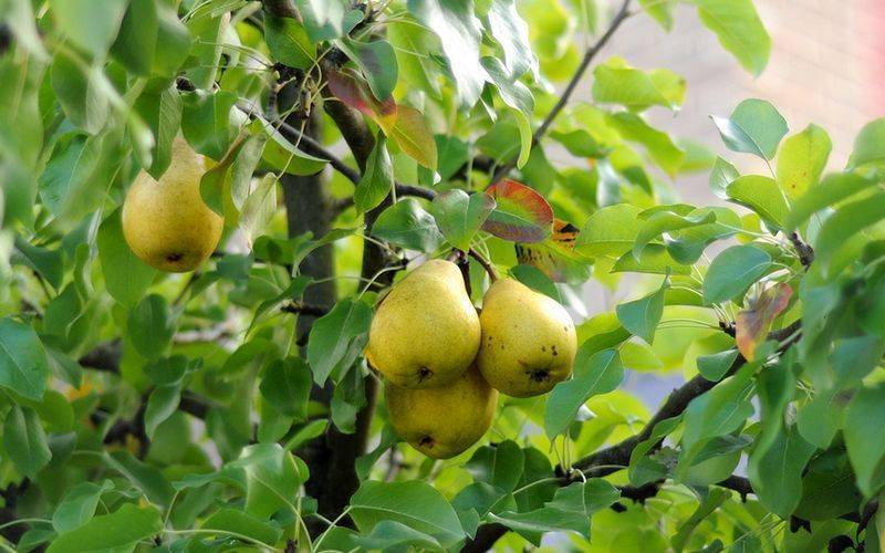 Груша аллегро описание сорта фото. Груша сорт Аллегро. Груша плодовая Аллегро. Груша сорт Аллегро летняя. Груша красавица Черненко.