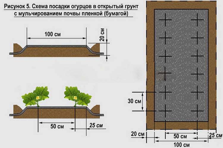 На каком расстоянии сажать огурцы в теплице из поликарбоната в два ряда схема