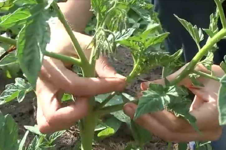 Пасынкование помидор в открытом грунте схема фото