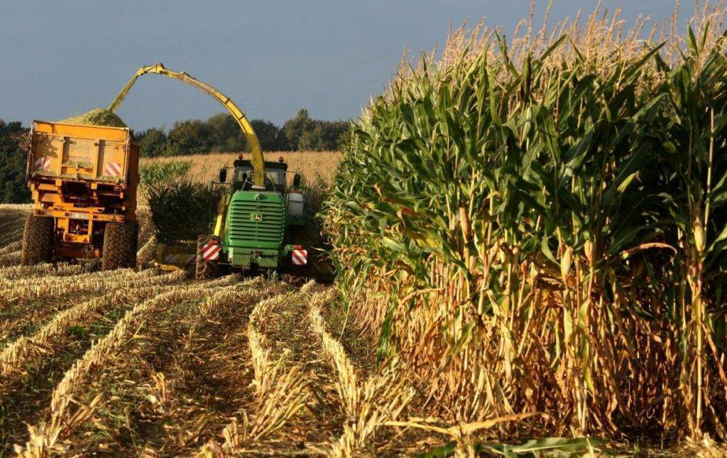 Возделывание кукурузы: секрет рентабельности в правильном подборе гербицидов
