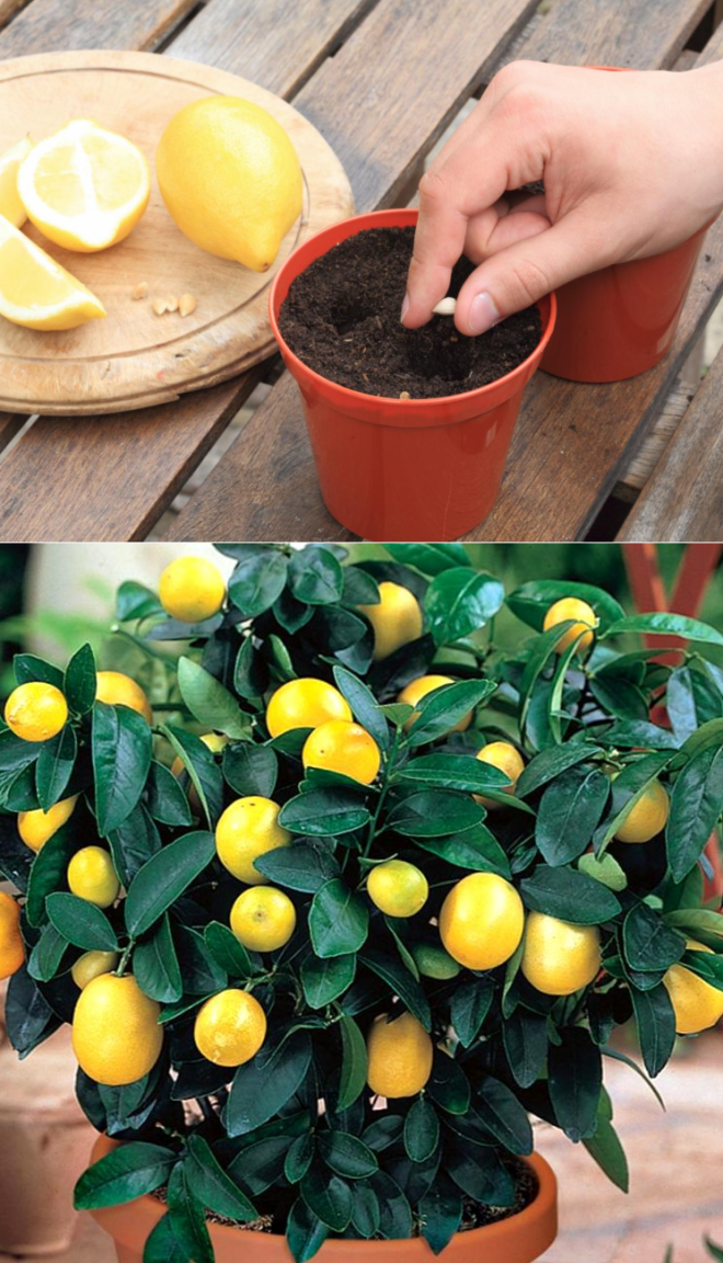 Правильное выращивание лимона, его посадка и уход