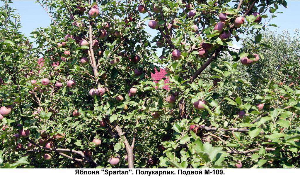 Яблоня спартан: описание и характеристика сорта, чем полезны, посадка и уход