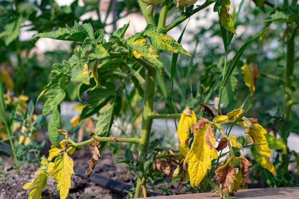Почему болеют и желтеют листья у помидоров в теплице