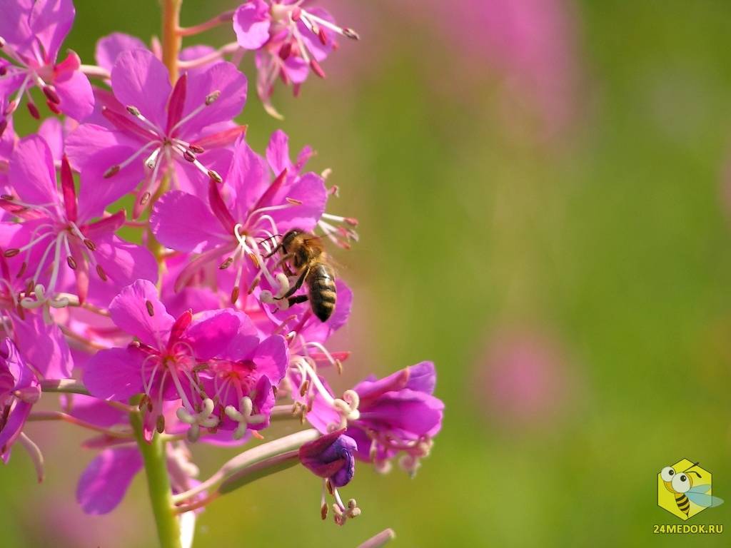 Медоносные травы для пчел — когда специально высевают медоносы в сибири, фото с названиями, видео