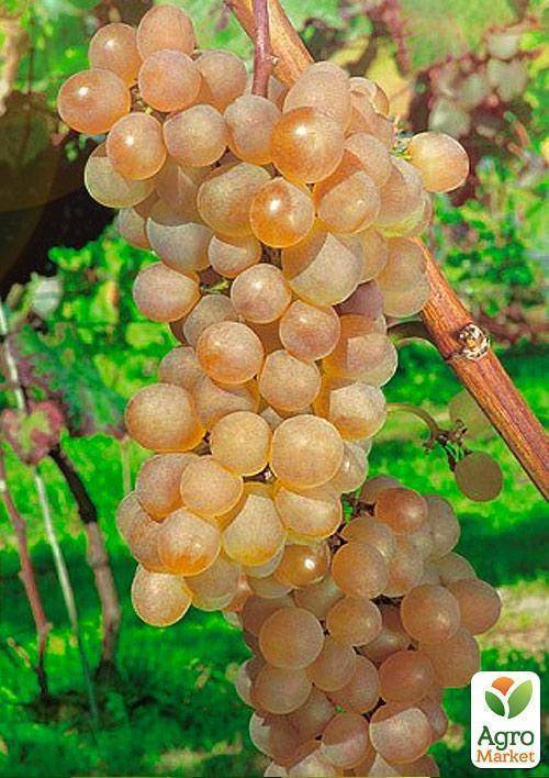 Виноград краса севера описание, особенности посадки и выращивания