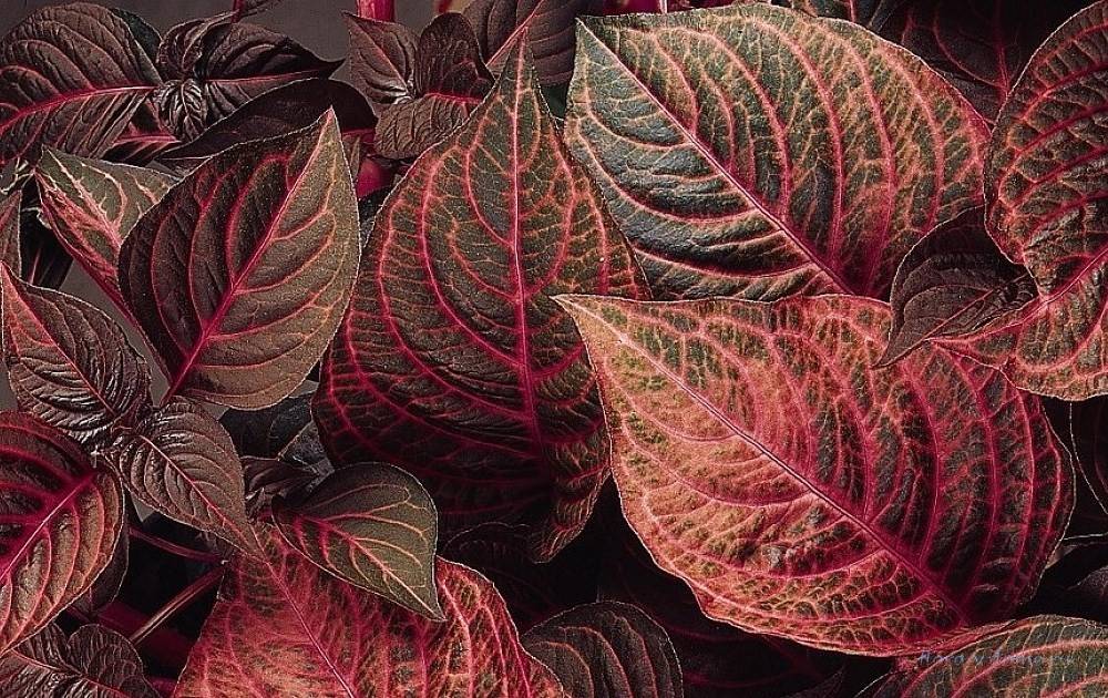 Комнатные растения с красными листьями фото и названия комнатные