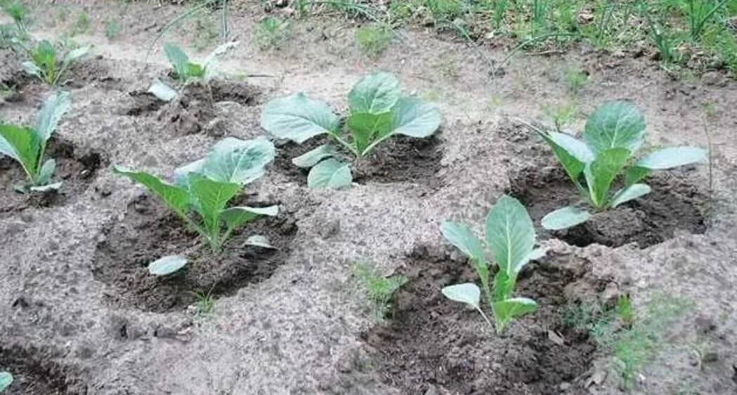 Правильное выращивание рассады капусты