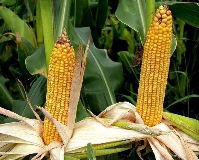 Выращивание кукурузы: с чего начать и сколько можно заработать