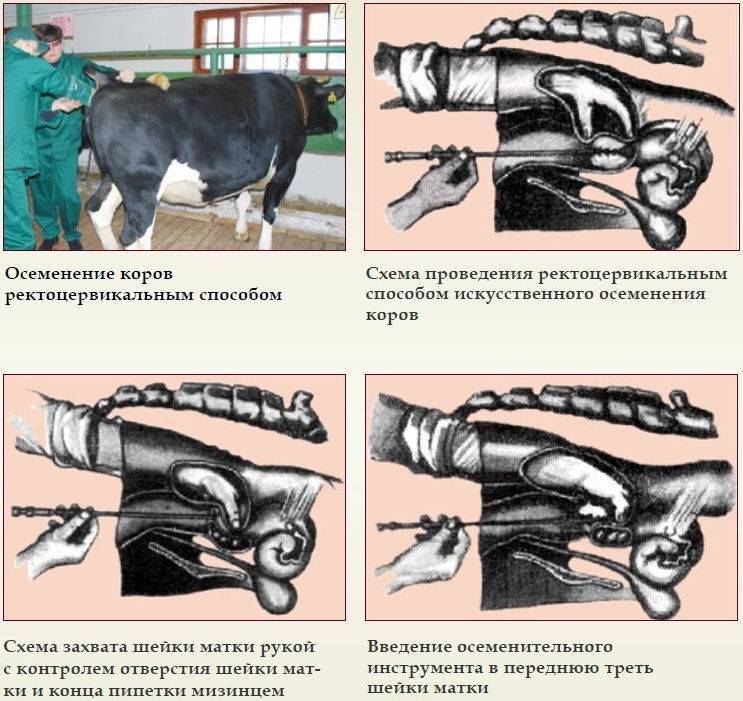 Искусственное осеменение свиней презентация