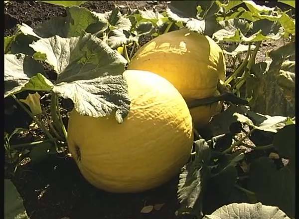 Тыква дынная отличается не только уникальным вкусом. этот сорт довольно неприхотлив и может культивироваться как в южных регионах, так и в средней полосе.