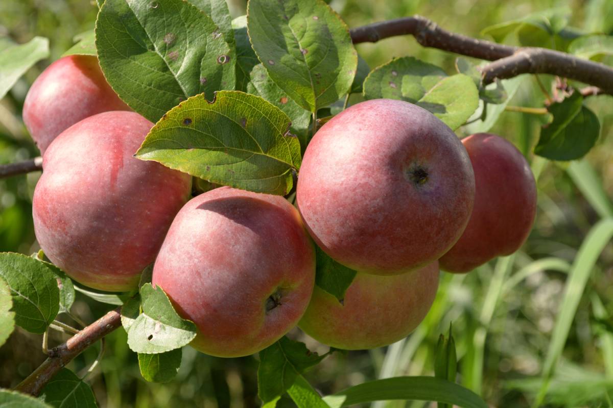 Карликовые яблони: топ-23 лучших сорта, описание и фото