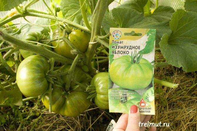 Томат болото: характеристика и описание сорта помидоров, отзывы о них, фото полученного урожая и секреты выращивания | сортовед