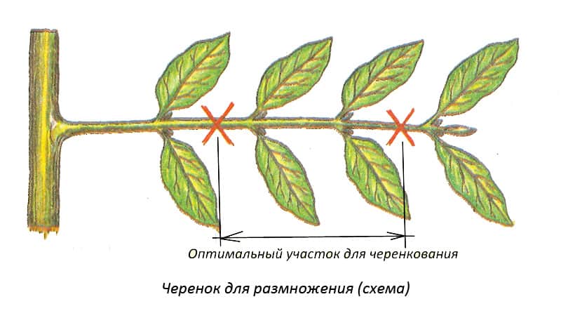 Кампсис