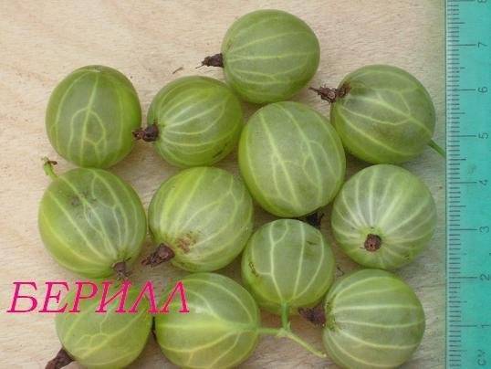 Описание сорта крыжовника берилл: плюсы и минусы, особенности ухода