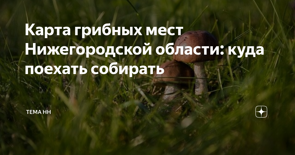 Лучшие грибные места нижегородской области - грибноеместо