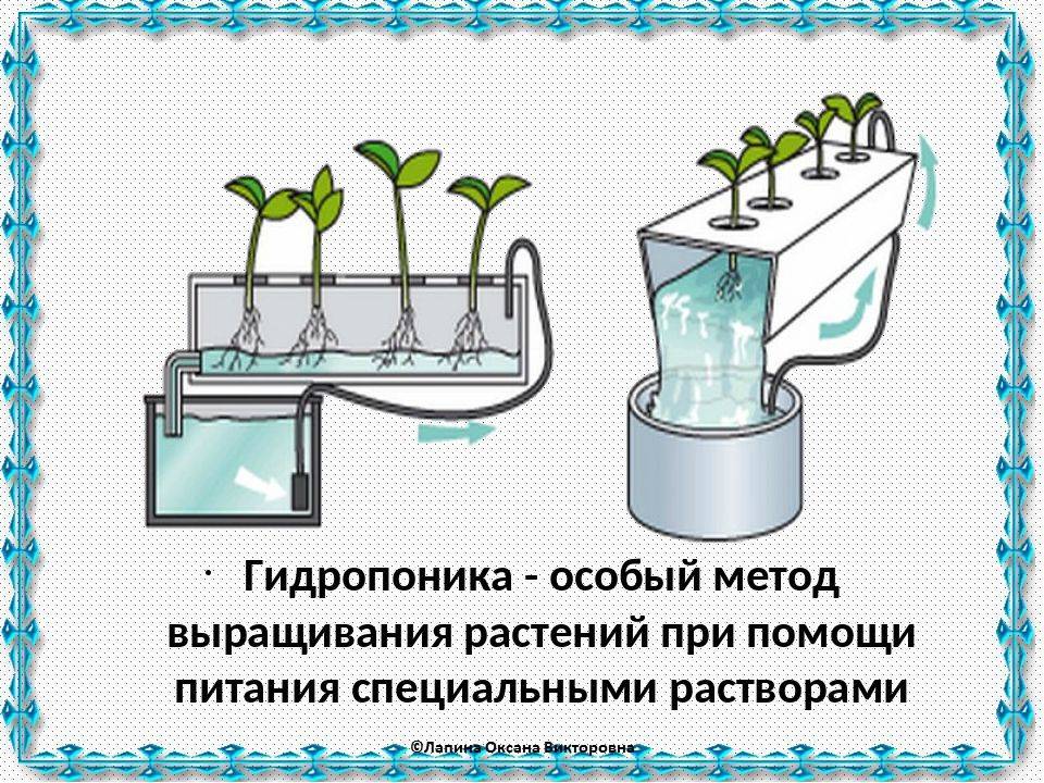 Лук из семян на гидропонике