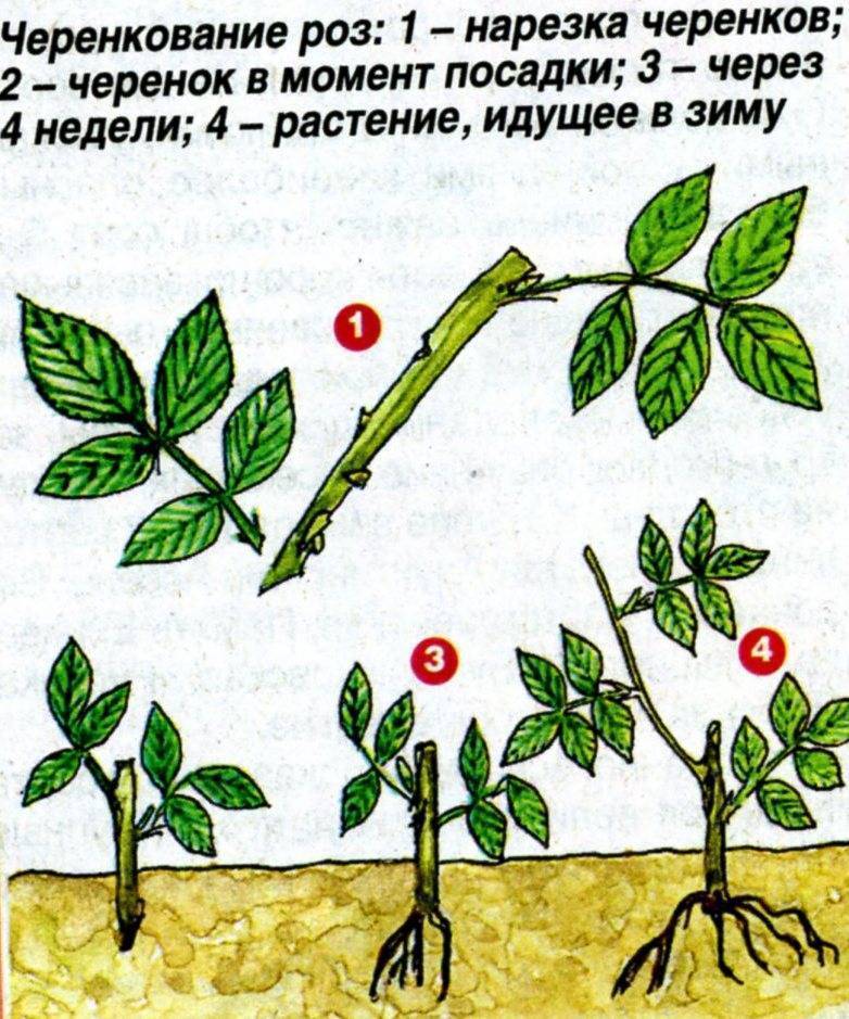 Лучшие способы размножить плетистые розы весной и летом