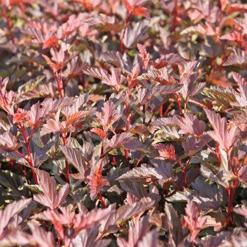 Physocarpus opulifolius little joker