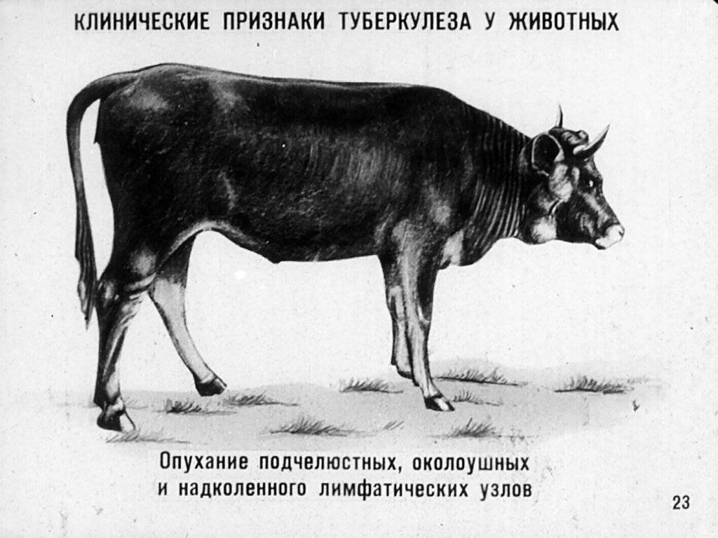 Патологическая анатомия, секционный курс, судебноветеринарная экспертиза