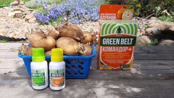 ᐉ средство «командор» для картофеля от колорадского жука - roza-zanoza.ru
