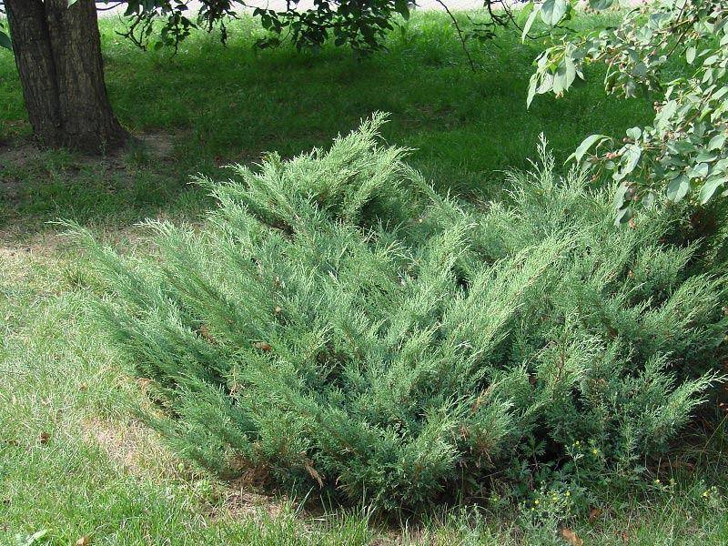 Можжевельник казацкий: уход, популярные сорта с фото и описанием