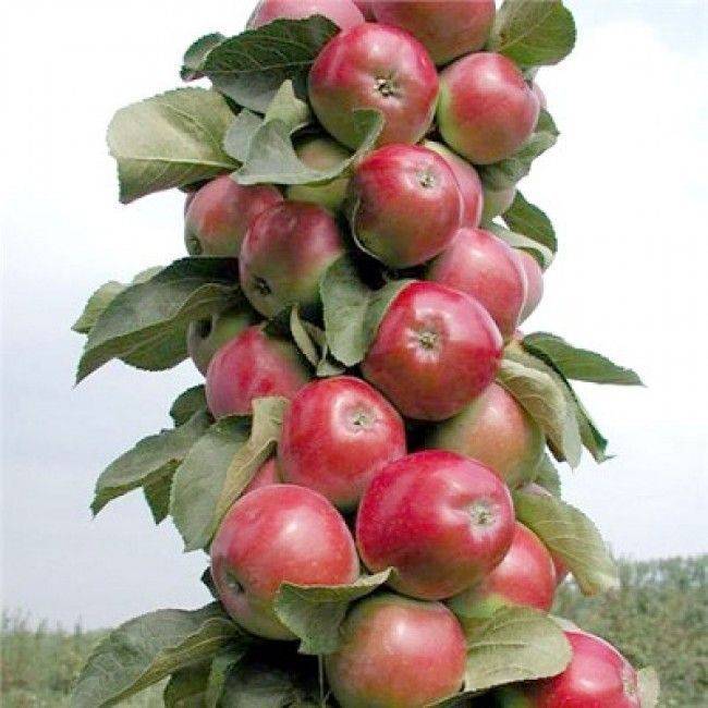 5 лучших сортов колоновидных яблонь – ранние, скороспелые и сладкие