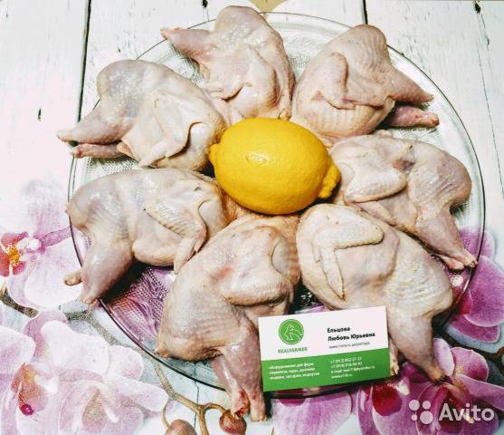 Характеристики 5 самых крупных мясных пород перепелов и уход за бройлерами