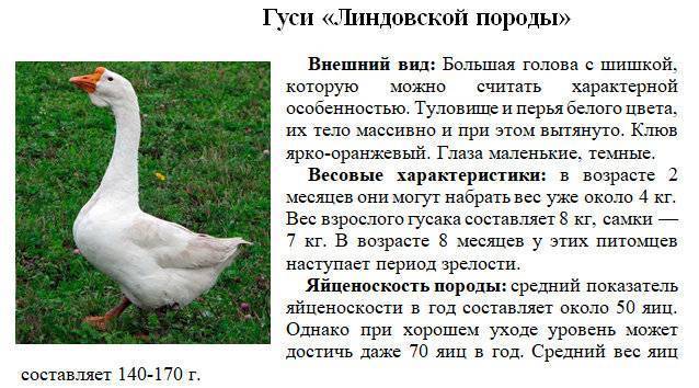 Когда гуси начинают нести яйца -