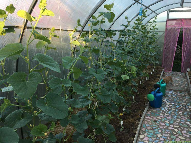 Как выращивать и ухаживать за огурцами в теплице из поликарбоната