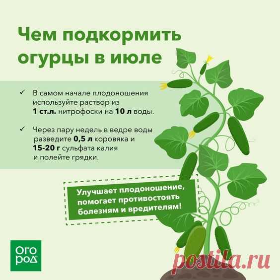 ✅ подкормка огурцов в открытом грунте: виды удобрений, когда и как их вносить
