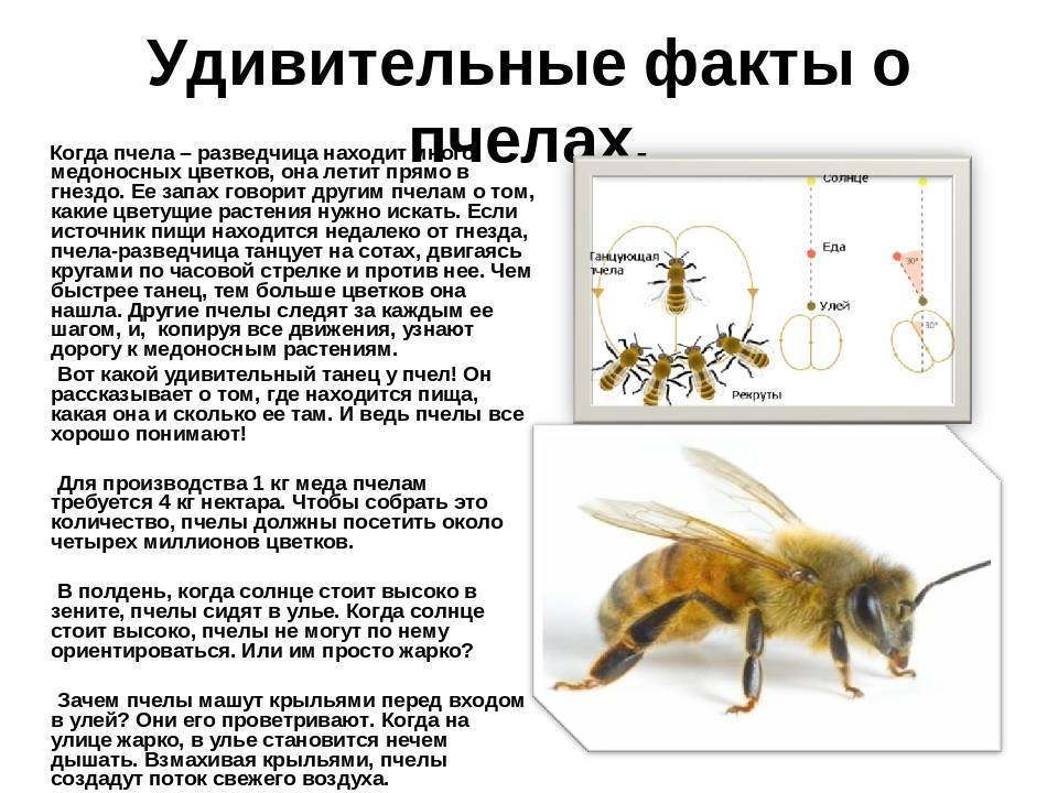Состав пчелиной семьи: сколько пчел в одном улье, устройство пчелосемьи