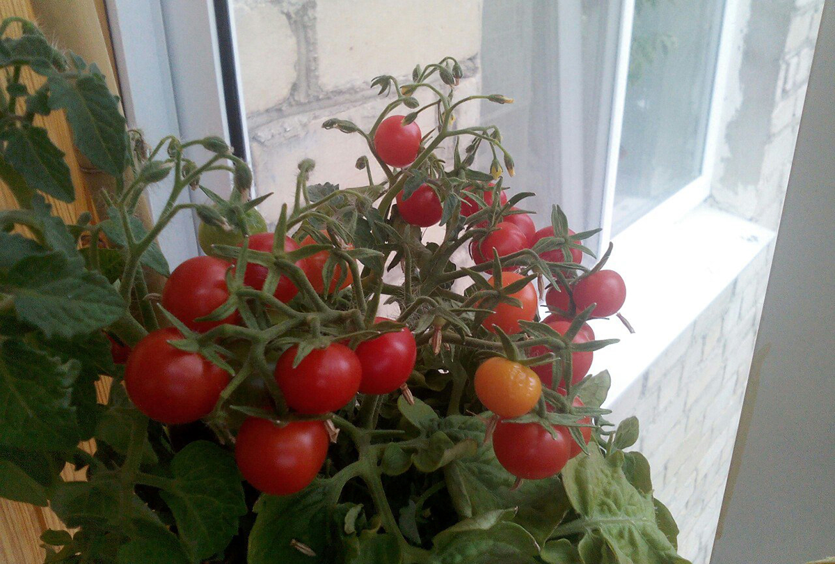 Как вырастить помидоры черри на балконе из семян в домашних условиях