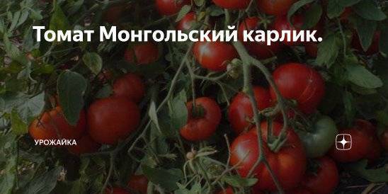 Томат монгольский карлик: характеристика и описание сорта, отзывы, фото, применение
