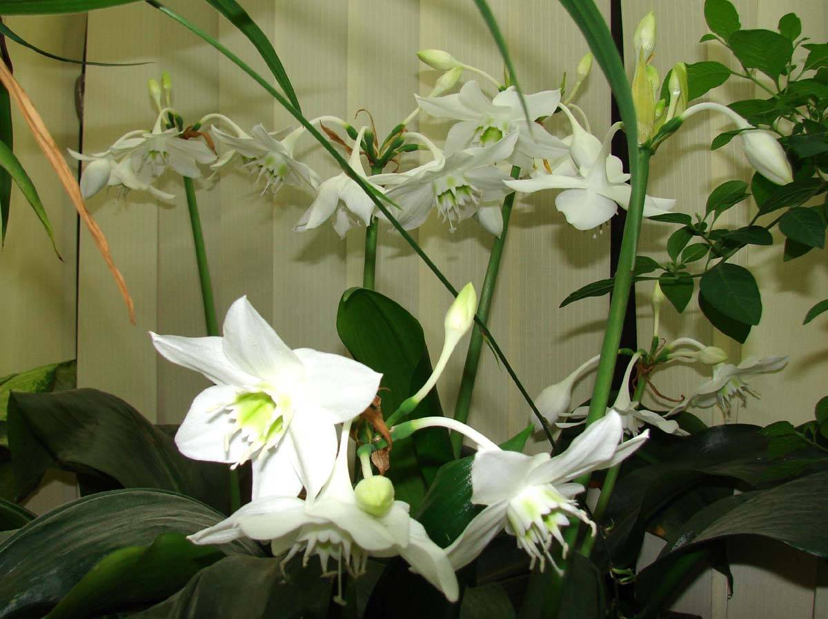 Комнатная лилия – цветок в горшке, уход в домашних условиях