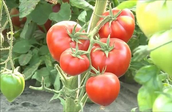 Томат бабушкин секрет: отзывы, фото, урожайность, описание и характеристика | tomatland.ru