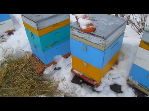 Зимовка пчел