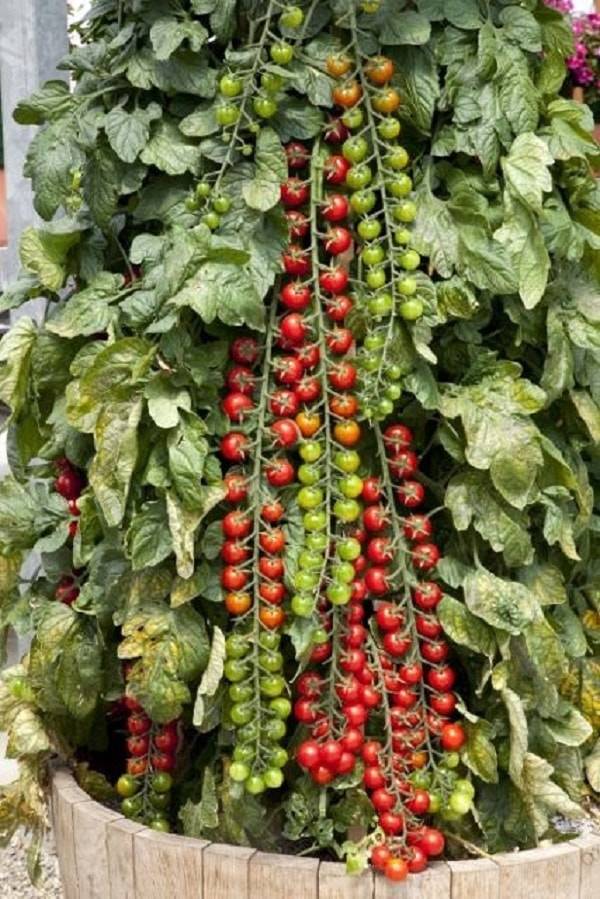 Томат рапунцель - фото, урожайность, отзывы огородников