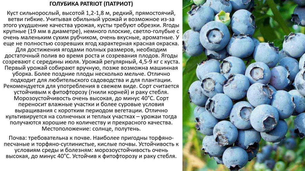 Голубика картинки с описанием