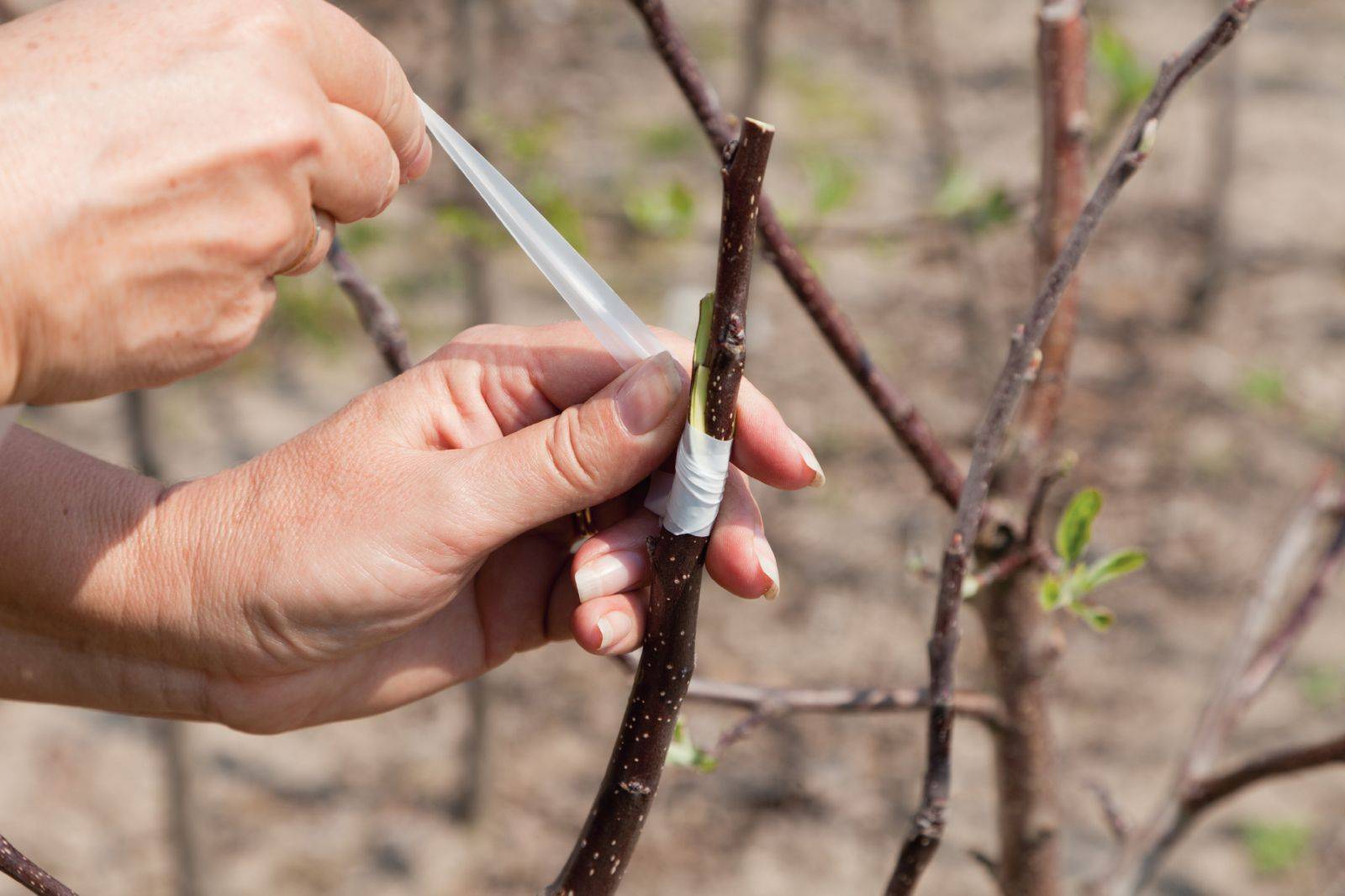 Как делать прививку плодовых деревьев весной