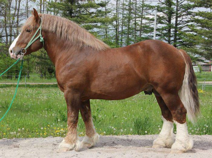 ᐉ лошадь русский тяжеловоз: описание породы - zooon.ru