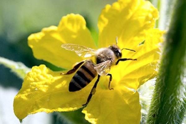 Как пчелы собирают пыльцу
